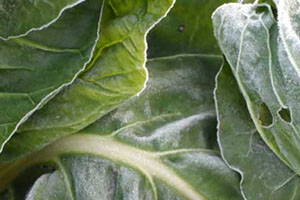 牛皮菜是發(fā)物嗎？牛皮菜有毒嗎