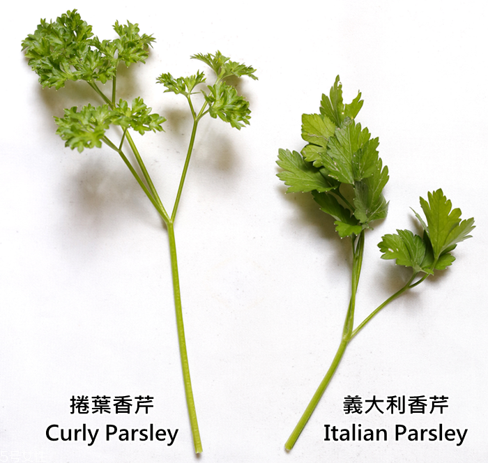 香芹怎么保存時(shí)間長且新鮮