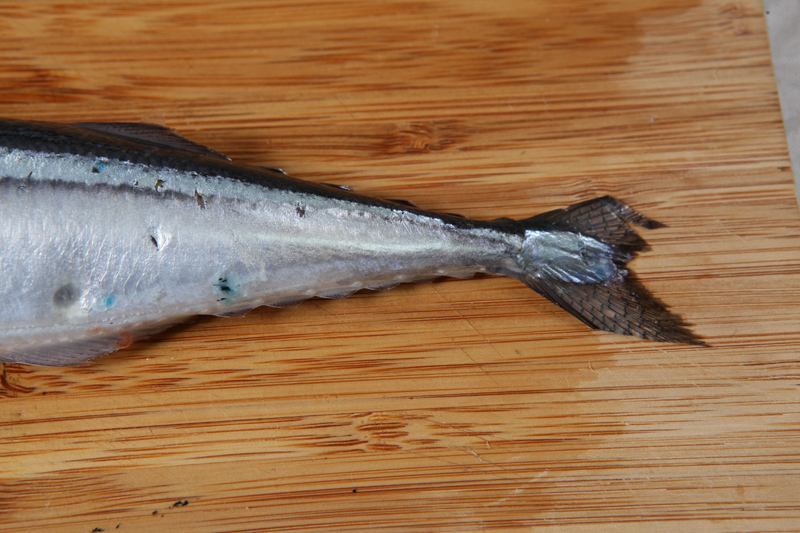 秋刀魚怎么處理？秋刀魚怎么挑選