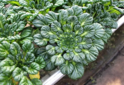 塔菜怎么做好吃？教你塔菜的做法