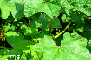 冬寒菜孕婦可以吃嗎？不建議孕婦吃冬寒菜