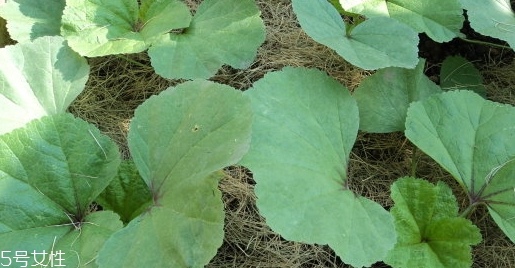 冬寒菜孕婦可以吃嗎？不建議孕婦吃冬寒菜