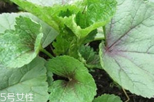 冬寒菜多少錢一斤？