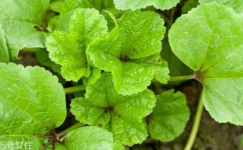 冬寒菜多少錢一斤？