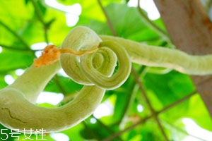 蛇瓜可以生吃嗎？這樣吃蛇瓜最好