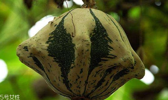 飛碟瓜蓮花果的功效作用 飛碟瓜怎么吃？