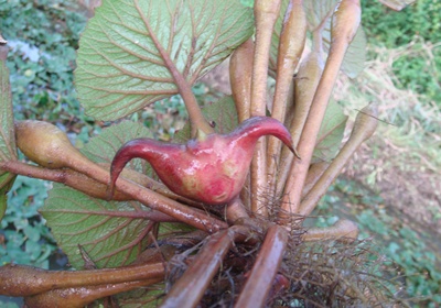 菱角怎么保存與挑選 菱角怎么保存與挑選