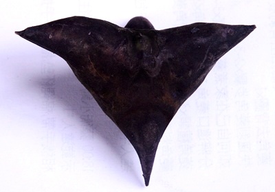 菱角怎么保存與挑選 菱角怎么保存與挑選