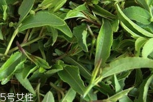 酸棗芽茶能長(zhǎng)期喝嗎 這茶就得長(zhǎng)喝 酸棗芽茶能長(zhǎng)期喝嗎 這茶就得長(zhǎng)喝