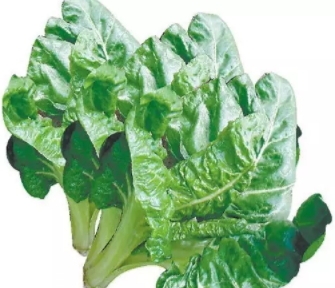 君達(dá)菜的營養(yǎng)價值與功效作用