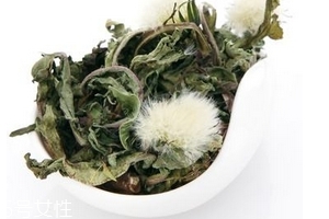蒲公英茶怎么做？蒲公英茶做法超簡單