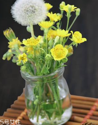 蒲公英茶怎么做？蒲公英茶做法超簡(jiǎn)單