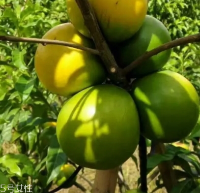 黃晶果多少錢一斤？黃晶果好吃嗎