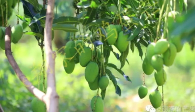 雞蛋芒果的功效與作用 雞蛋芒上市時(shí)間 雞蛋芒果的功效與作用 雞蛋芒上市時(shí)間