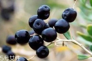 怎么看黑枸杞是否染色 怎么看黑枸杞是否染色