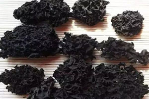 血耳的營(yíng)養(yǎng)價(jià)值 血耳的功效與作用 血耳的營(yíng)養(yǎng)價(jià)值 血耳的功效與作用