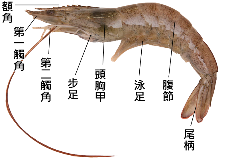 新鮮基圍蝦怎么選和保存 新鮮基圍蝦怎么選和保存