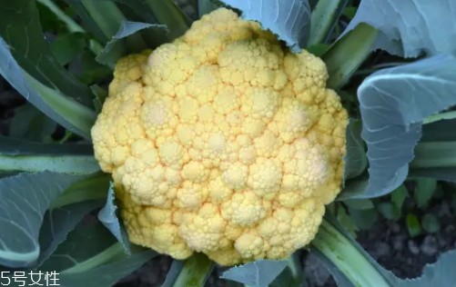 花菜在冰箱能放幾天？不要超過(guò)7天