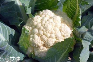 花菜怎么洗才干凈？一定要把蟲子洗掉