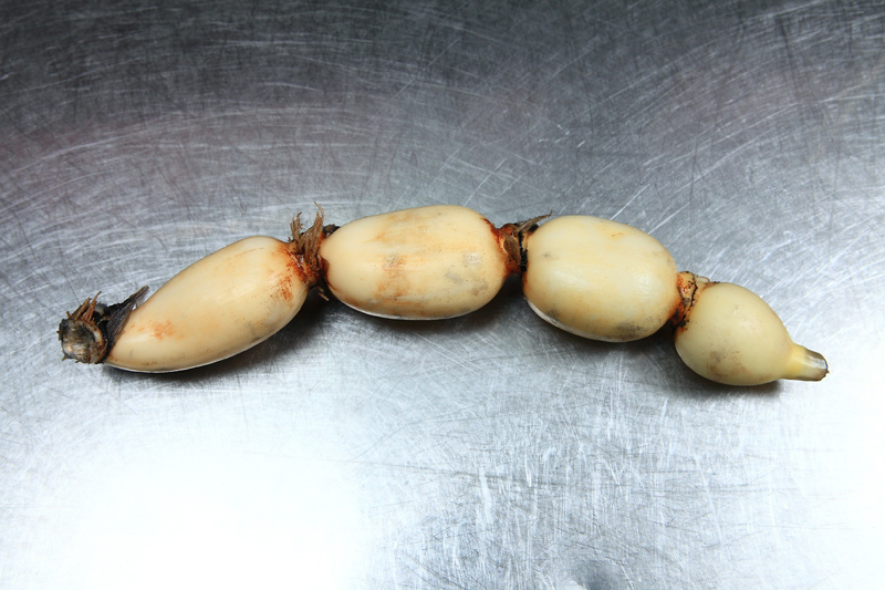 蓮花各部分的作用 全身都是寶 蓮花各部分的作用 全身都是寶