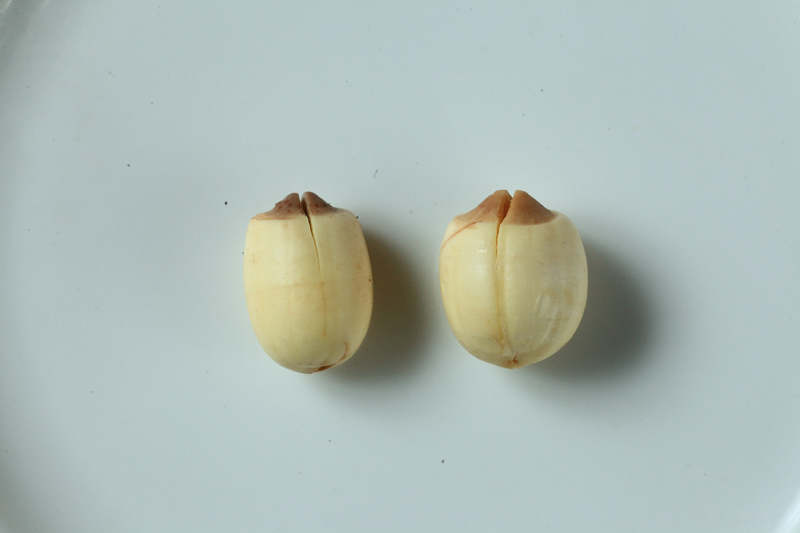 蓮花各部分的作用 全身都是寶 蓮花各部分的作用 全身都是寶