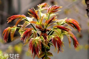 香椿怎樣長(zhǎng)期保存？這樣做可儲(chǔ)存一年