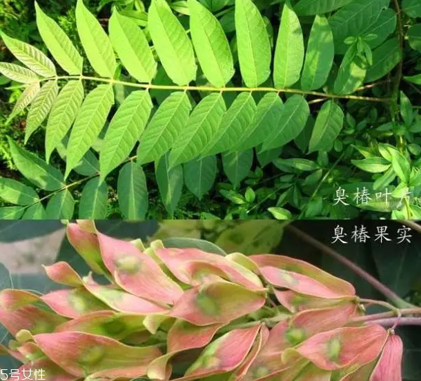 香椿和臭椿有什么區(qū)別？臭椿有毒不能吃
