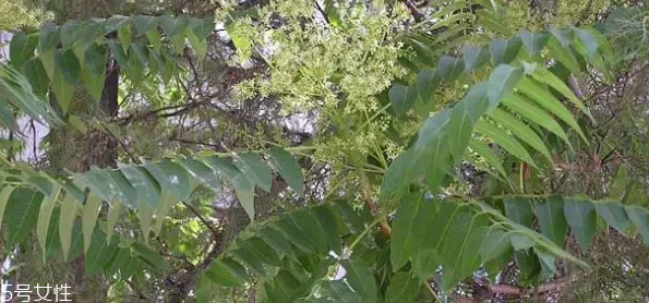 香椿和臭椿有什么區(qū)別？臭椿有毒不能吃