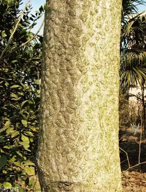 香椿和臭椿有什么區(qū)別？臭椿有毒不能吃