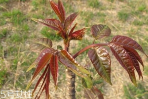 香椿和臭椿有什么區(qū)別？臭椿有毒不能吃