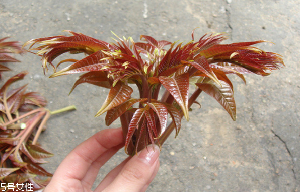 香椿種子多少錢一斤？30～40元左右