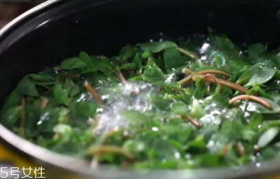 老鼠耳與馬齒莧的區(qū)別 老鼠耳菜的功效 老鼠耳與馬齒莧的區(qū)別 老鼠耳菜的功效