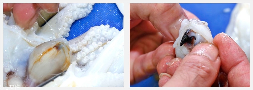 墨魚怎么處理才能清洗干凈 墨魚怎么處理才能清洗干凈