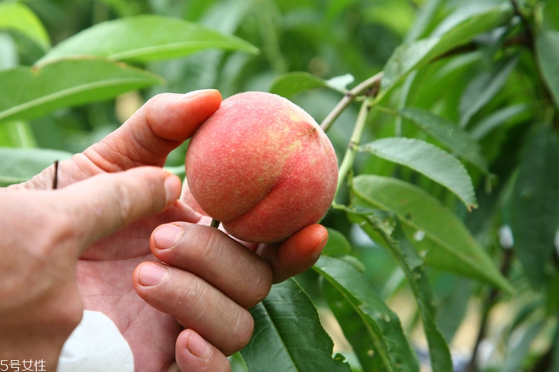 水蜜桃怎么保存時(shí)間長(zhǎng) 水蜜桃的保存方法