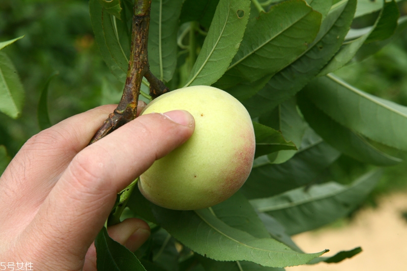 水蜜桃怎么保存時(shí)間長(zhǎng) 水蜜桃的保存方法