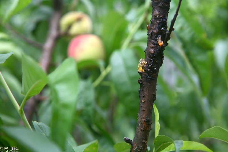 水蜜桃怎么保存時(shí)間長(zhǎng) 水蜜桃的保存方法