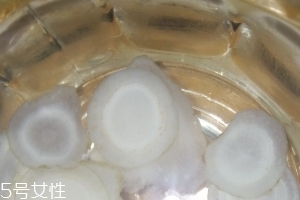 西洋參治什么??？西洋參功效強(qiáng)大