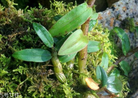 石斛為什么是苦的 原因解析 石斛為什么是苦的 原因解析