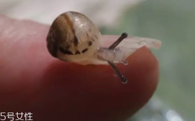 蝸牛原液怎么用？