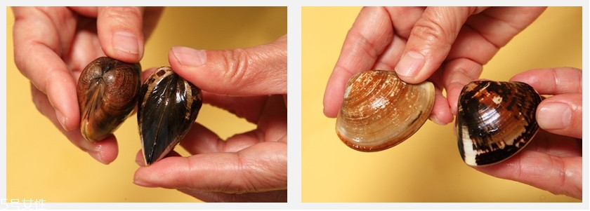 蛤蜊如何快速吐沙 蛤蜊吐沙的方法 蛤蜊如何快速吐沙 蛤蜊吐沙的方法