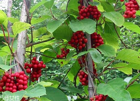 五味子不能和什么一起吃 相克食物 五味子不能和什么一起吃 相克食物