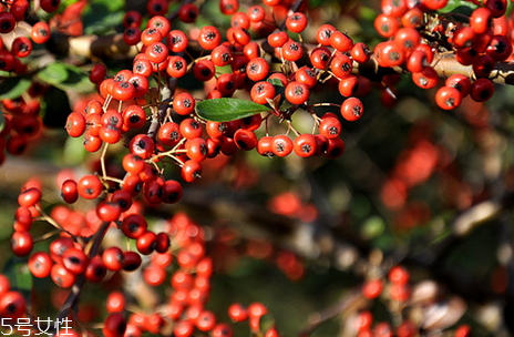 五味子多少錢(qián)一斤 60到70元左右一斤