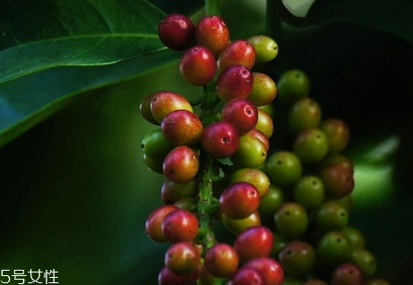 五味子多少錢(qián)一斤 60到70元左右一斤