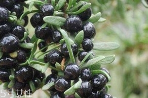 黑枸杞會(huì)過期嗎？這類都有保質(zhì)期