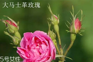 大馬士革玫瑰和平陰玫瑰哪個好？