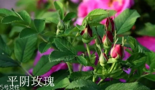 大馬士革玫瑰和平陰玫瑰哪個好？