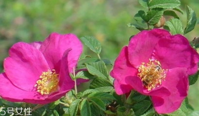 大馬士革玫瑰和平陰玫瑰哪個好？