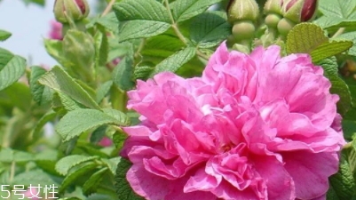 大馬士革玫瑰和平陰玫瑰哪個好？