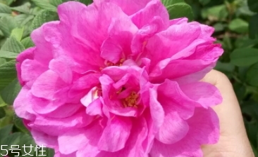 大馬士革玫瑰和平陰玫瑰哪個好？