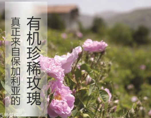 純露怎么用？居然有8種用法